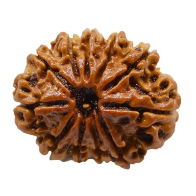 11 Mukhi Rudraksha (ग्‍यारह मुखी रुद्राक्ष )