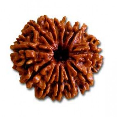 12 Mukhi Rudraksha (बारह मुखी रुद्राक्ष)