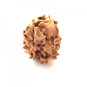 3 Mukhi Rudraksha