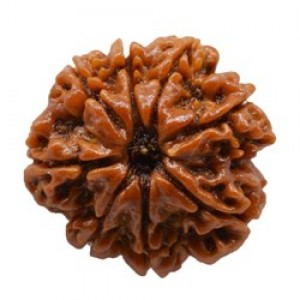 8 Mukhi Rudraksha (आठ मुखी रुद्राक्ष)