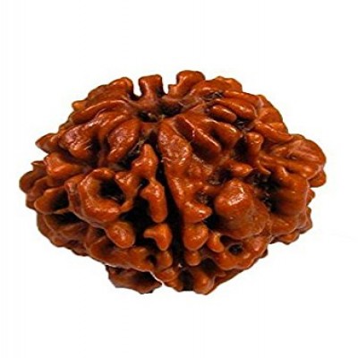 5 Mukhi Rudraksha