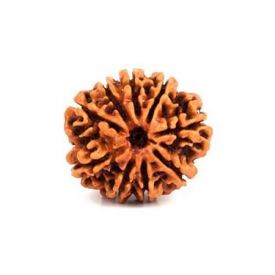 9 Mukhi Rudraksha (9 मुखी रुद्राक्ष)