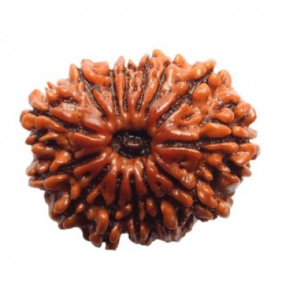 14 Mukhi Rudraksha (चौदह मुखी रुद्राक्ष)