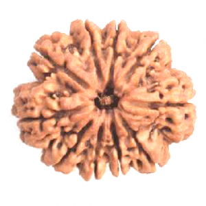 10 Mukhi Rudraksha