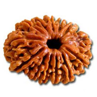 13 Mukhi Rudraksha