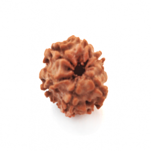 7 Mukhi Rudraksha (सात मुखी रुद्राक्ष)